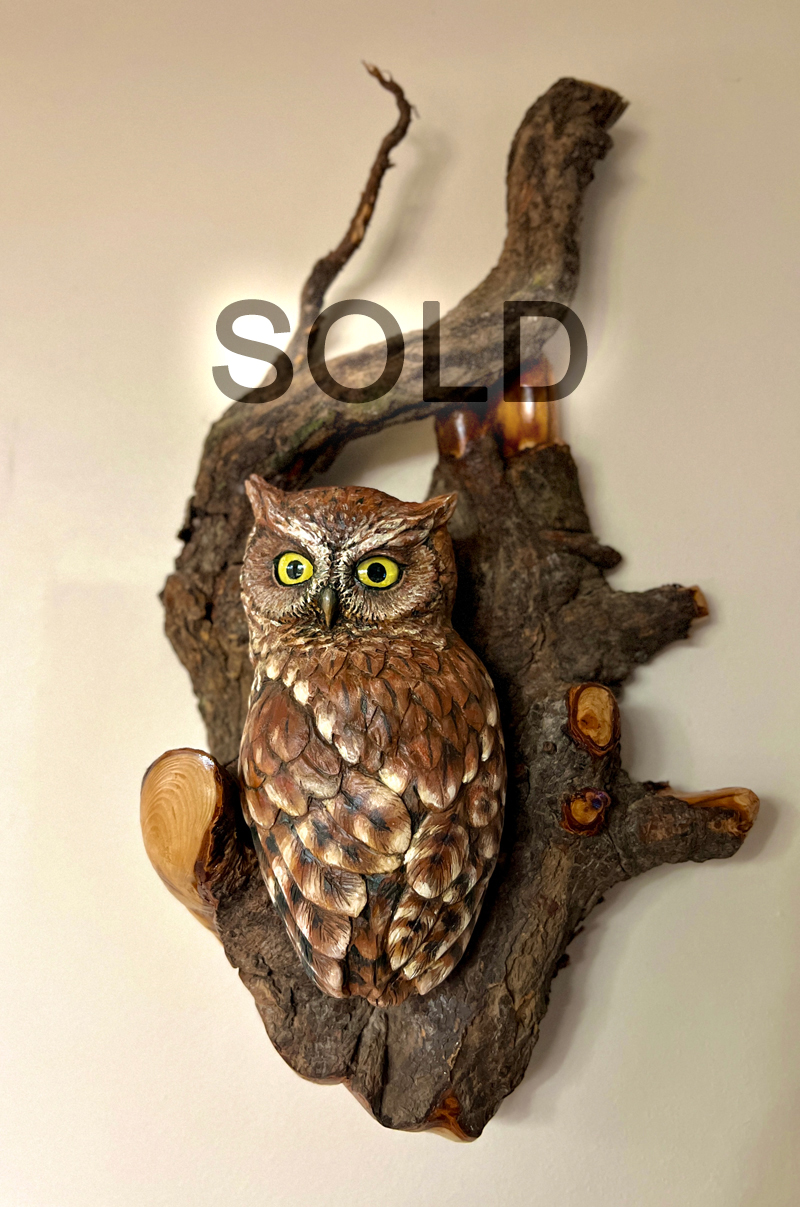 screech owl perches on douglas fir root